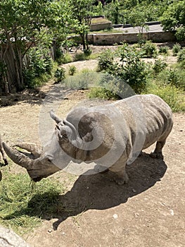 White southern rhinoceros or Ceratotherium simum