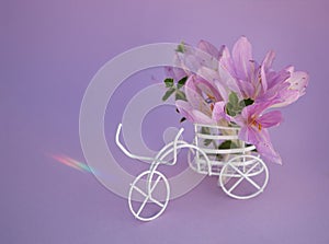 White souvenir bicycle carries a bouquet of crocuses