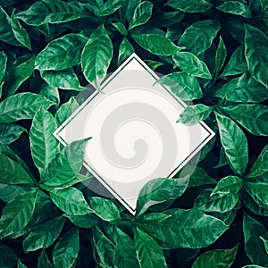 White space with green leaves background design with white paper