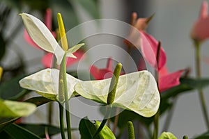 White spadix