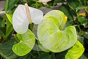 White spadix