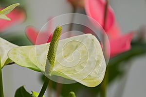 White spadix