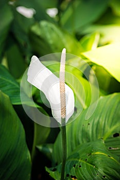 White spadix flower