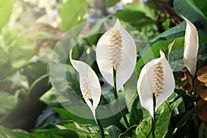 White spadix flower