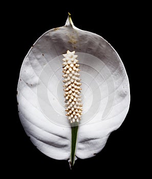 White spadix flowers isolated on white