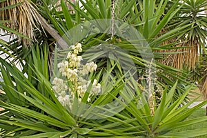 White spanish dagger flower and narrow pointy green  leafs