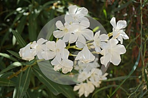 White Spanish Flowers