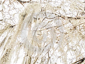 White Spanish Moss