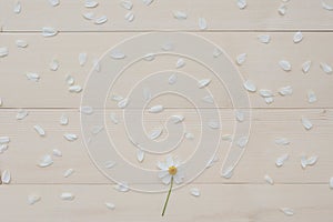 White Spanish needle flower and white petals