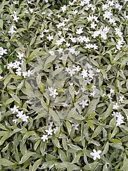 White sparkling flowers among green leaves in home garden.