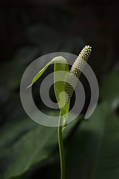 White spathiphyllum on dark background