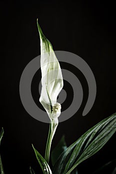 White Spathiphyllum flower on a black background