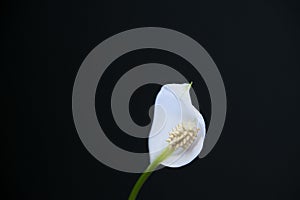 White Spathiphyllum flower on a black background