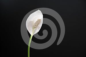 White Spathiphyllum flower on a black background