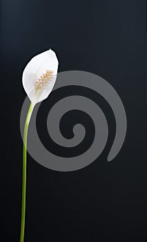 White Spathiphyllum flower on a black background