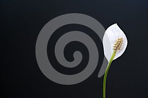 White Spathiphyllum flower on a black background