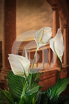 White spathiphyllum flower representing peace on an architectural background