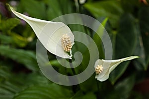 White spathyphyllum with green spadix