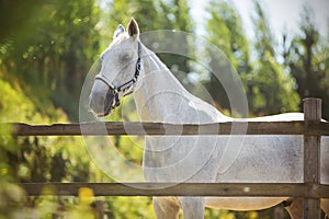 White speckled beautiful horse standing on a summer sunny warm day in a meadow in a paddock with a wooden fence