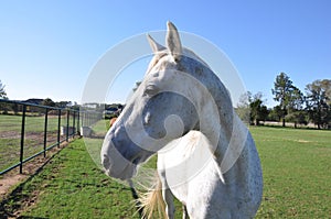 White speckled horse profile