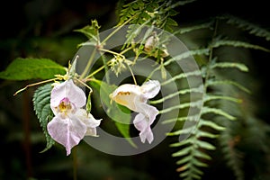 White speckled Orchid