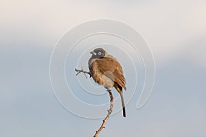 White-Spectacled Bulbul perched on a branch photo