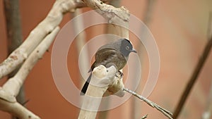 A white spectacled bulbul sits on a tree branch Pycnonotus xanthopygos