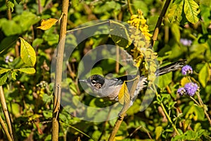 White-spectacled Sibia, Heterophasia desgodinsi, Vietnam