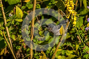 White-spectacled Sibia, Heterophasia desgodinsi, Vietnam