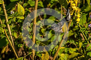 White-spectacled Sibia, Heterophasia desgodinsi, Vietnam