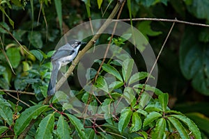 White-spectacled Sibia, Heterophasia desgodinsi, Vietnam