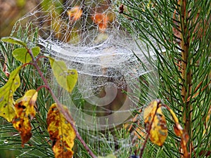 White speeder net in forest, Lithuania