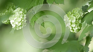 White spherical flowers of snowball tree