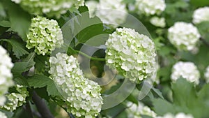 White spherical flowers of snowball tree