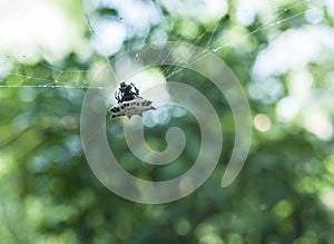 White Spider With Black Spikes