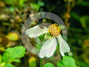 A white spider catches a fly on a flower.