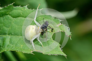 White spider with caught fly on a leaf