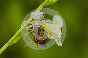 White spider eating bee