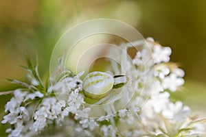 White spider on flower