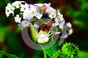 white spider on flower catching bee photo