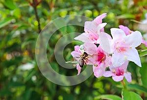 A white spider grabbing a bee on pale pink flowers of Weigela Florida Variegata