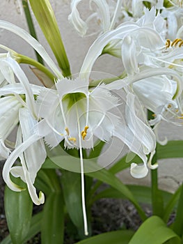 White spider lilies