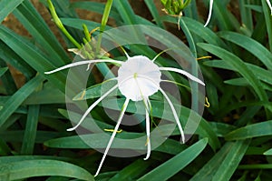 White Spider Lilies Hymenocallis littoralis