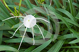 White Spider Lilies Hymenocallis littoralis