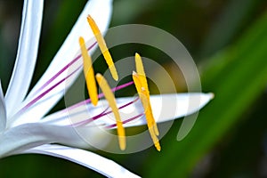 White Spider Lilies Hymenocallis littoralis in Nature - Macro.
