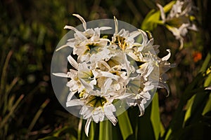 White Spider Lilly (Hymenocallis) 16089