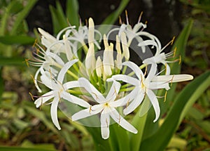 White spider lily flower in shade of a tree