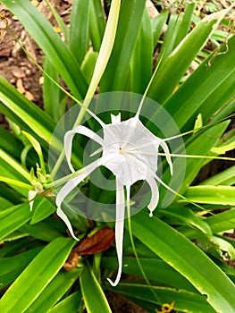 White Spider Lily Flower in the wild