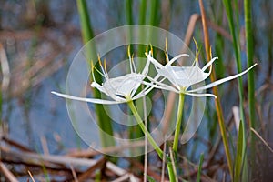 White Spider Lily flowers