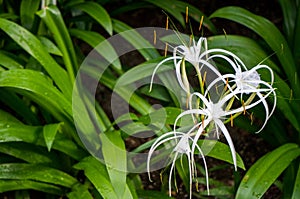 White spider lily flowers